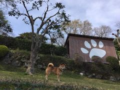 ワンコと旅行♪桜を求めて伊豆高原から修善寺までの旅【前編】