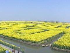 江蘇省　泰州・興化のお花見旅　菜の花リベンジ編　