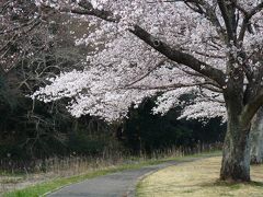 多々良沼公園のサクラ_2017（1）_８分くらい咲いている樹もあれば、開花していない樹もあります。（群馬県・邑楽町）