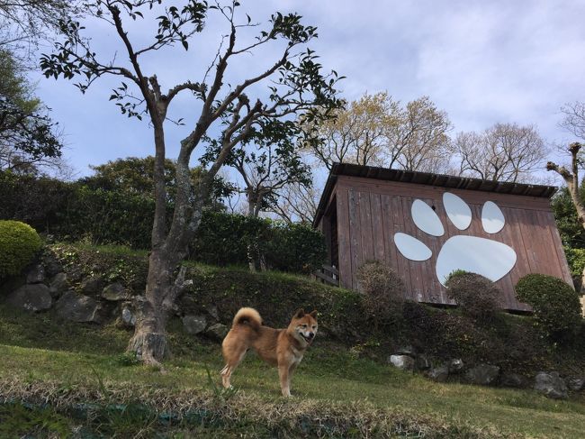 久し振りのワンコと伊豆高原<br /><br />「ワンコ・ドッグラン・温泉・金目煮付」目当てで行って来ました。<br /><br />宿泊は、ペット専用宿で評判の良い「かざみどり」です。<br /><br />予約したあとに４／１（土曜）・４／２（日曜）が<br />伊豆高原の桜まつりがあるというのを知り、楽しみにしていましたが<br />今年は全国的にも桜前線が遅い為、桜鑑賞は残念ながら出来ませんでした。<br /><br />＝＝旅程＝＝<br /><br />■４／２（日）東名～伊東マリンタウン～伊豆マウンテンドッグラン<br />□４／３（月）修善寺（竹林の小路、虹の郷）～新東名（足柄ＳＡ）～自宅<br />