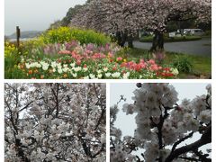 桜8分咲き　～佐鳴湖公園～