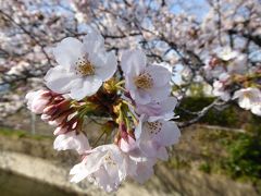 川口の知られざる桜の名所♪