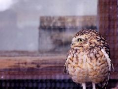 どんどん ロンドン 5日目 ロンドンから飛び出して猛禽類と戯れる