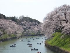 国際的なお花見「千鳥ヶ淵」Vol.1　Youたちに囲まれて賑やかに桜を愛でる♪