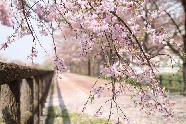 2016年に、桜ネックレスという名前の響きに惹かれ、愛知・稲沢に桜を訪ねた。<br /><br />その行きと帰りに、仕事で中央道を通るたびに気になっていた場所にも立ち寄り、定光寺から山桜も観てみた。<br /><br />2017年は、開花直後に雨続き。満開は今週後半だろうか。<br />来週末は満開の桜に出会えるか。それとも散りはじめだろうか。。