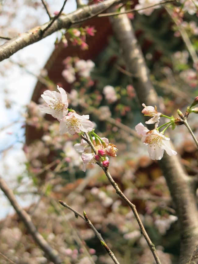 台北郊外の桜の里・天元宮へ