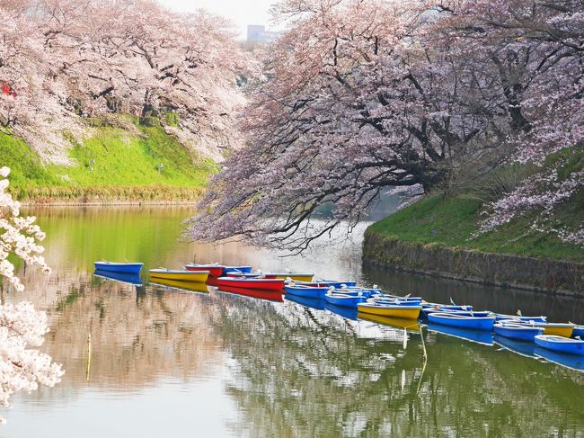 前日の井の頭公園に続き、早起きして出勤前に桜を見に行ってきました～！<br /><br />昨年、はじめて千鳥ヶ淵の桜を見に行き、すっかり虜になってしまいました。<br />あんなに美しいなんて！！<br />本当に日本人に生まれてよかったと思えるとき。<br /><br />出勤前にたっぷり歩いて、たくさん撮ってきました～♪