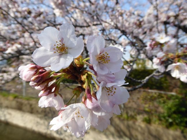 2017年4月3日、川口に行きました♪<br />新井宿の近くにある川沿いの桜並木が見事。<br />でも、まだ3分咲。<br />青い空の下にキラキラと輝き、きれい。<br />花開いたばかりは白に近く、まぶしい。<br />ゆったりと眺めて♪