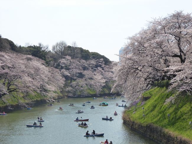 2017年4月4日、皇居近くの名所「千鳥ヶ淵」に行きました♪<br />九段下から半蔵門へ抜ける一方通行でゆったりと歩きました。<br />ちょうど、7分咲を超えて見ごろを迎えている。<br />それにしても大混雑でびっくり。<br />しかも外国観光客が大挙に押し寄せている状況で、<br />周囲はYouたちだらけ。<br />国際的なお花見になったものだと時代を感じさせる。<br /><br />九段下から千鳥ヶ淵に沿って歩く。<br />見事な桜の風景に目を奪われる。<br />これぞ、東京を代表する風景。<br />ゆったりと眺めて♪