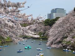 国際的なお花見「千鳥ヶ淵」Vol.2　春の陽気の中　桜を優雅に愛でる♪