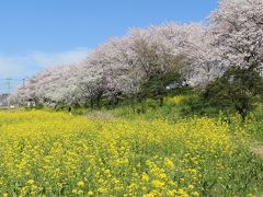 桜と菜の花の競演を求めて、埼玉吉見のさくら堤公園へ