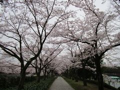 多摩の桜・2017年