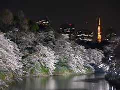 千鳥ヶ淵で夜桜