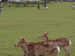 雨だけど桜の奈良に行ってきた