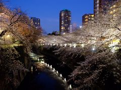 2017年04月  東京（神田川、上野、北の丸公園、隅田川）の桜を求めて