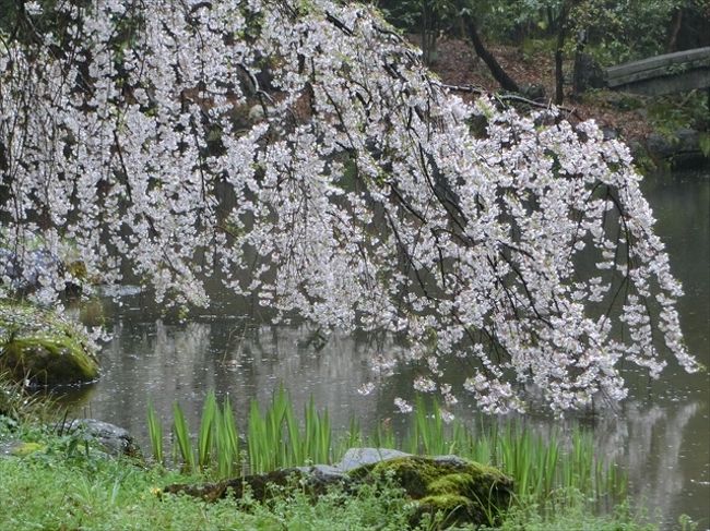 京都（’17 花見)