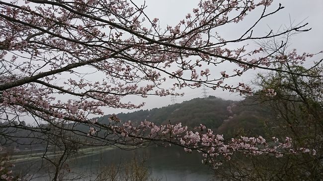 4月2日に猪名川桜まつりが開催されていましたが、<br />全く咲いていなくて残念でした。<br />幸いなことにお天気がよくて沢山のお店が繁盛<br />していました。<br />１週間後の8日には綺麗に咲いていましたが、私たちは<br />一庫ダムへ桜を見にいきました。<br />