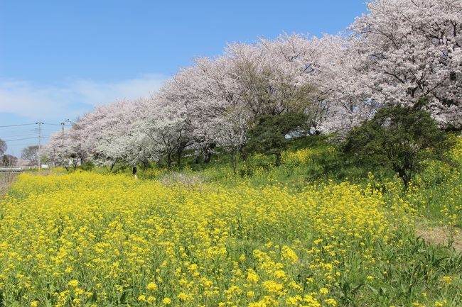 桜と菜の花のコラボでは、同じ埼玉の幸手・権現堂桜堤が有名ですが、<br />そこは以前行ったので、ほかの桜と菜の花のコラボが楽しめる場所を探していたら、<br />埼玉・吉見のさくら堤公園がヒット。<br /><br />周辺の桜の名所と合わせて、以下を回ってきました。<br /><br />吉見・さくら堤公園→北本・石戸蒲ザクラ→吉見・百穴周辺→嵐山町・都幾川桜堤<br />