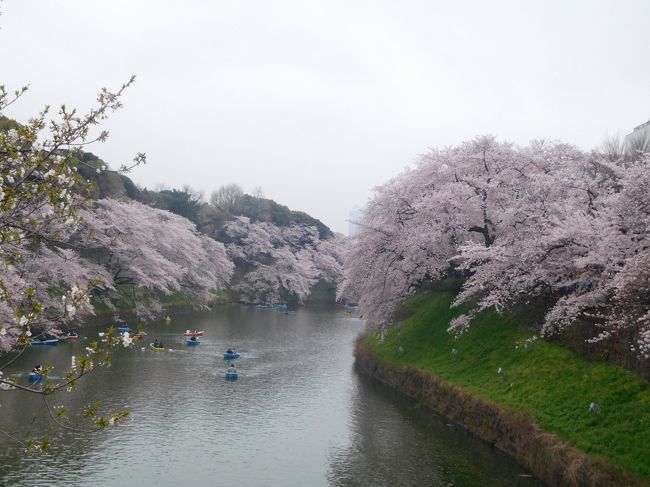 今年の東京は3月が寒かったため、ここ近年では桜満開の日が遅くなりました。4月第1週はまだ5分咲き、第2週目の週末になって満開になりました。満開の週末は天気はあいにくでしたが、満開の桜は毎年見ても美しいです。<br /><br />---------------------------------------------------------------<br />スケジュール<br /><br />　4月2日　自宅－渋谷駅－中目黒駅　目黒川観光　中目黒駅－上野駅　上野公園観光　上野駅－自宅<br />★4月8日　自宅－九段下駅　千鳥ヶ淵観光　九段下駅－三越前駅－浅草駅　隅田川観光　－浅草駅－三越前駅－九段下駅<br />　　　　　－靖国神社観光　千鳥ヶ淵観光　九段下駅－自宅　　