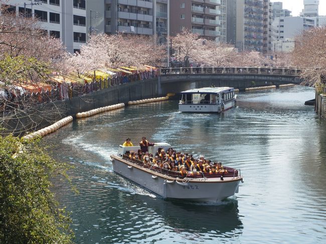 横浜生まれですが、このあたりは実家から遠いので初めて大岡川の桜を見に行きました。<br />今年はどこの桜も遅いので、いつ行こうか迷っていましたが、ちょうど近くに用事ができたので行ってきました。<br /><br />表紙は、この時期限定の大岡川クルーズ船　