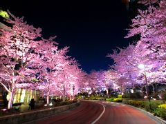 一番の見頃～都心の春の楽しみ方～青空の桜・夜桜・桜スイーツ・芝桜テラス