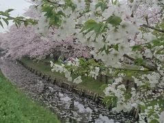 2017年川越の桜