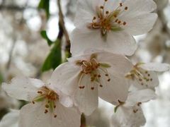 2017・4春の桜、雨の京都