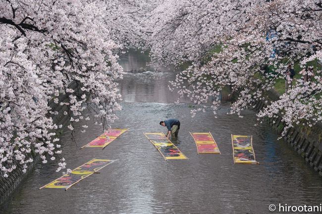 今年の桜は、開花がちょっと遅かったようです。しかも満開の唯一の週末が雨。とても残念ですが、年に１度のチャンスを逃すわけにはいかず、今年も地元　愛知県の桜を梯子して撮影に行きました。<br /><br />まずは、岩倉市の五条川の桜。日本の桜１００選に選ばれた名所です。私はここの桜が一番好きです。去年は、天気もよく、山車も出ていて人の出がすごかったのですが、今年は、雨の中、ゆったりと桜見物ができました。
