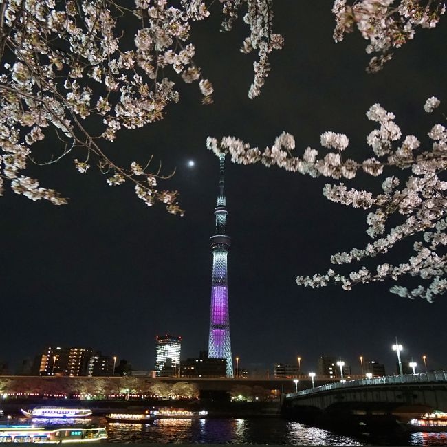 夜桜とスカイツリーと水族館☆東京都：墨田区