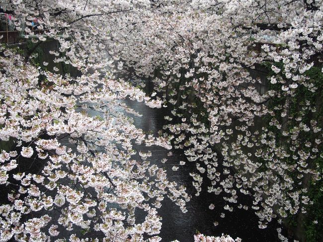 ここ数年、桜の季節は目黒川、千鳥ヶ淵、砧公園を回っています。<br /><br />それにしても、抜けるような青空の下、満開の桜を観るという幸運はなかなか経験できませんねえ。<br /><br /><br />今年も昨年と同じくあまり良い天気とは言えない中での桜紀行となりました。<br />雨のため、ちょっと出足は遅くなりましたが人混みが苦手なため今年も、早朝出発です。<br /><br /><br /><br />昨年の旅行紀はこちら。<br />目黒川、千鳥ヶ淵、砧公園、夜桜ならぬ朝桜を見に行く。<br />http://4travel.jp/travelogue/11118436