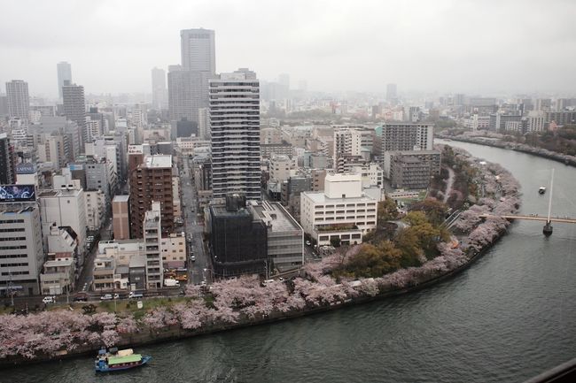 幹事さんが早くから予約を入れてくれ、開花時期もど真ん中というラッキーな雨中のお花見となりました。