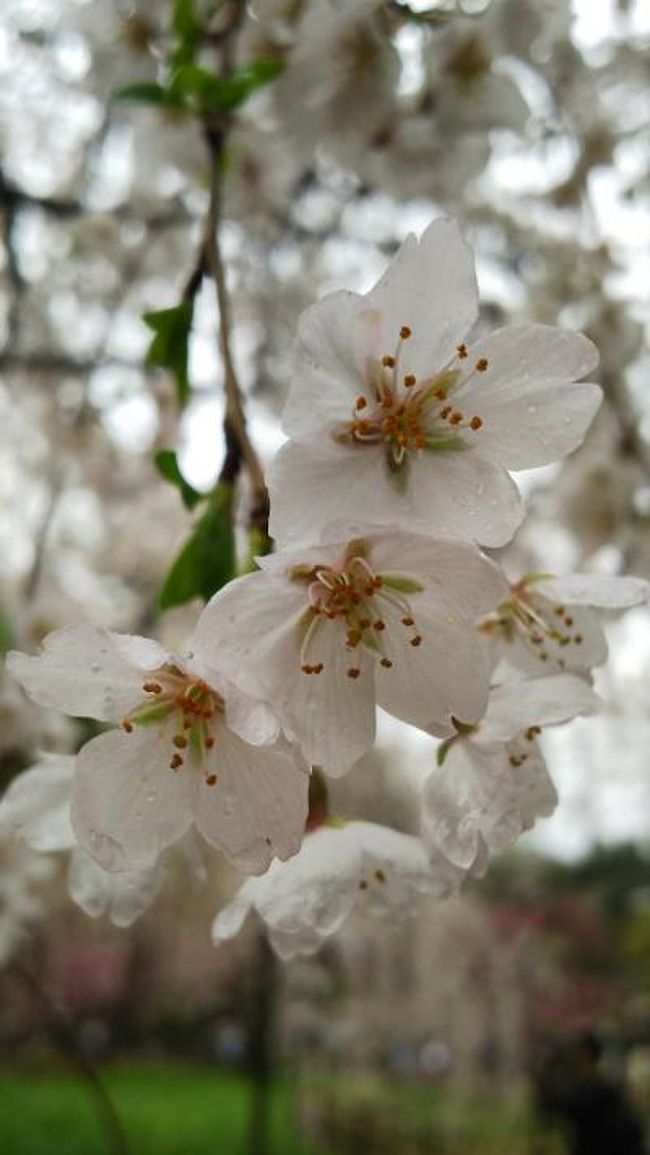 春の京都お花見。研修同期たちと。<br />見ごろだったのですが残念ながら雨模様。<br />でもしっぽりと花見を楽しみました。<br /><br />久々の友人にも会えてうれしかったです。<br />