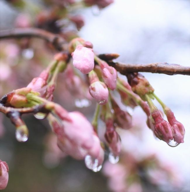 箱根の桜は現在、湯本エリアが見頃を迎えている。標高差約400m、宮ノ下エリアの見頃はもう少し先かな。