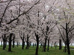 週末＋満開≠混雑 〈仙台堀～小松川〉 江都の桜そぞろ歩き♪