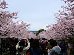 春の京都　今年の花見は曇りのち雨