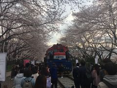 2017桜満開 釜山&大邱   ほぼ食べ歩き  ちょこっと観光  釜山&鎮海