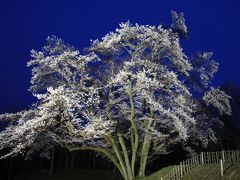 鉢形城の満開のエドヒガンザクラ＆寄居散策