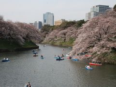 桜の花が散る前に　　猛ダッシュの都内桜めぐり　2017年