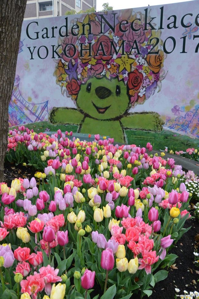 毎年楽しみにしている横浜公園のチューリップ、今年はどうでしょうか？<br />桜の花がなかなか満開になりませんでしたが、さてチューリップは・・・。<br /><br />第３９回を迎える「よこはま花と緑のスプリングフェア」、今回は「第３３回全国都市緑化よこはまフェア 2017」の連携イベントとして４月７日～９日まで開催されています。<br />「よこはまからつなげよう花と緑を！」をテーマに１６万本のチューリップが植えられています。<br />残念ながら、雨が降り傘を差してのチューリップ撮影となりました。<br /><br />今年は、桜の花が満開になるのがスローペースでしたが、チューリップもちょっと遅いのかも知れませんね。<br /><br />「第３３回全国都市緑化よこはまフェア 2017」の旅行記はこちらをご覧ください。<br />（その１）http://4travel.jp/travelogue/11227086<br />（その２）http://4travel.jp/travelogue/11227103