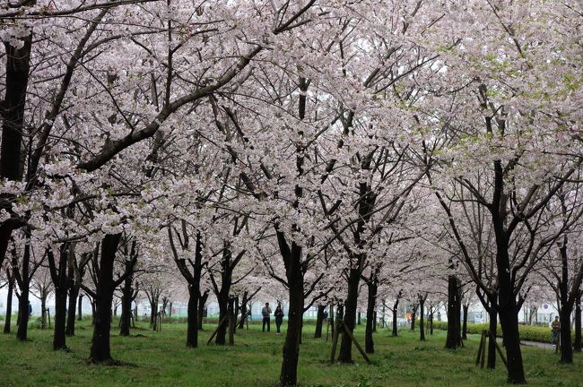 週末＋満開≠混雑 〈仙台堀～小松川〉 江都の桜そぞろ歩き♪