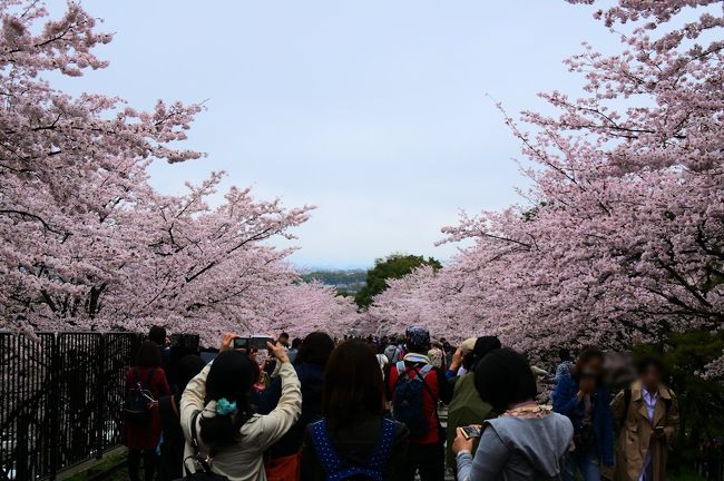 関西では例年より１週間ほど遅く見頃を迎えた今年の桜。<br /><br />昨日の京都はあいにくの曇りのち雨でしたが、<br /><br />国内外からの観光客でごった返していました。<br /><br />そんな中、今年も京都で満開の桜を満喫しました。<br />