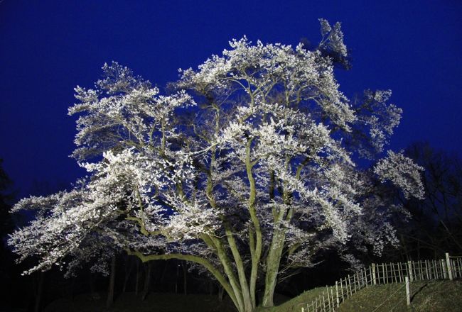 鉢形城のエドヒガンザクラが満開になったので、大内沢・花桃の郷で花見を楽しんだ後立ち寄りました。<br />エドヒガンザクラはライトアップもされるので、それまでの間寄居市内を散策しました。<br />昨年寄居駅より南にある武州寄居十二支霊場まいりをしたので、今回は寄居駅より北側にある寺院を巡りました。<br />途中で雷雨に遭い天正寺は断念、次回に持ち越しです。<br />表紙は、ライトアップされた鉢形城のエドヒガンザクラです。