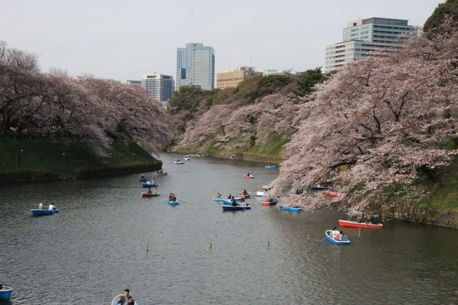 部屋に閉じこもってばかりで桜の花を見逃しそう…重い腰を上げ向かったのは都内の桜の名所<br />午前中は相変わらず医者通い。お昼近くの出発となりいつものごとく猛ダッシュで桜めぐり（笑）<br /><br />お花見と言えば飛鳥山<br />電車の中から見たことしかなく是非行ってみようと意気込んで行くも…<br />六義園の桜もまだ見たことないし、その手前にある旧古河庭園にもよって<br />ライトアップ期間が延長になった六義園せっかくなので見ていこう♪その空き時間でかの千鳥ヶ淵にも行っちゃえ！<br /><br />てなわけで久々のお出かけはとにかく疲れ果てたのです…<br />もっとゆっくり楽しめばいいのに、ついついせっかく来たのだからと忙しく歩き回ってしまう…貧乏性丸出しの桜めぐりである