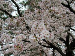 桜を求めて①～宇都宮大学工学部の桜が満開になりました。