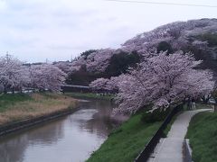 奈良桜たより　竜田公園　2017