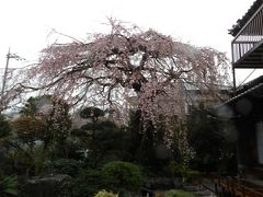 石井家の紅枝垂れ桜－2017年