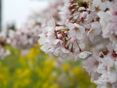 曇り空でしたが、熊谷桜堤＆大宮公園で満開の桜を楽しみました