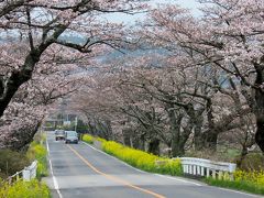 桜を求めて③～さくら市旧喜連川の早乙女桜並木と菜の花