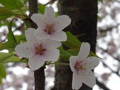 北本の日本五大桜を訪ねて～駅からハイキングを参考に北本駅周辺の桜巡り～