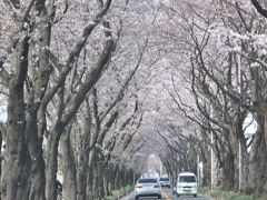 海軍道路（神奈川県）の桜並木を見に行ってきました・・・